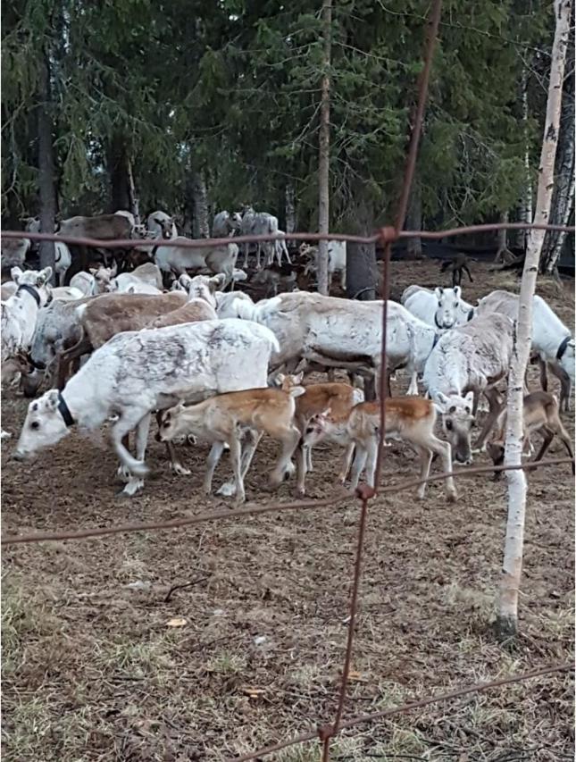Villa Luppokumpu Kuivasalmi Esterno foto