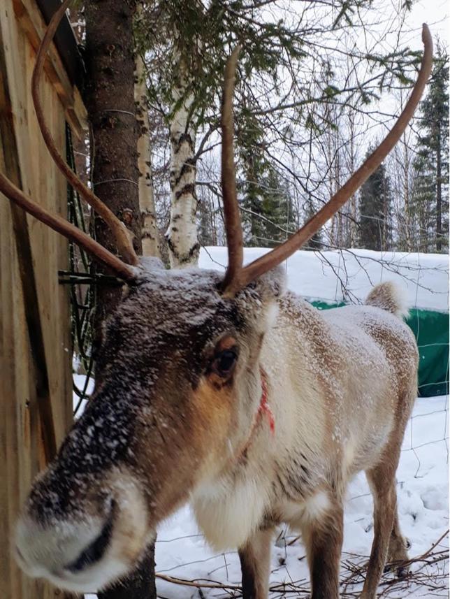 Villa Luppokumpu Kuivasalmi Esterno foto